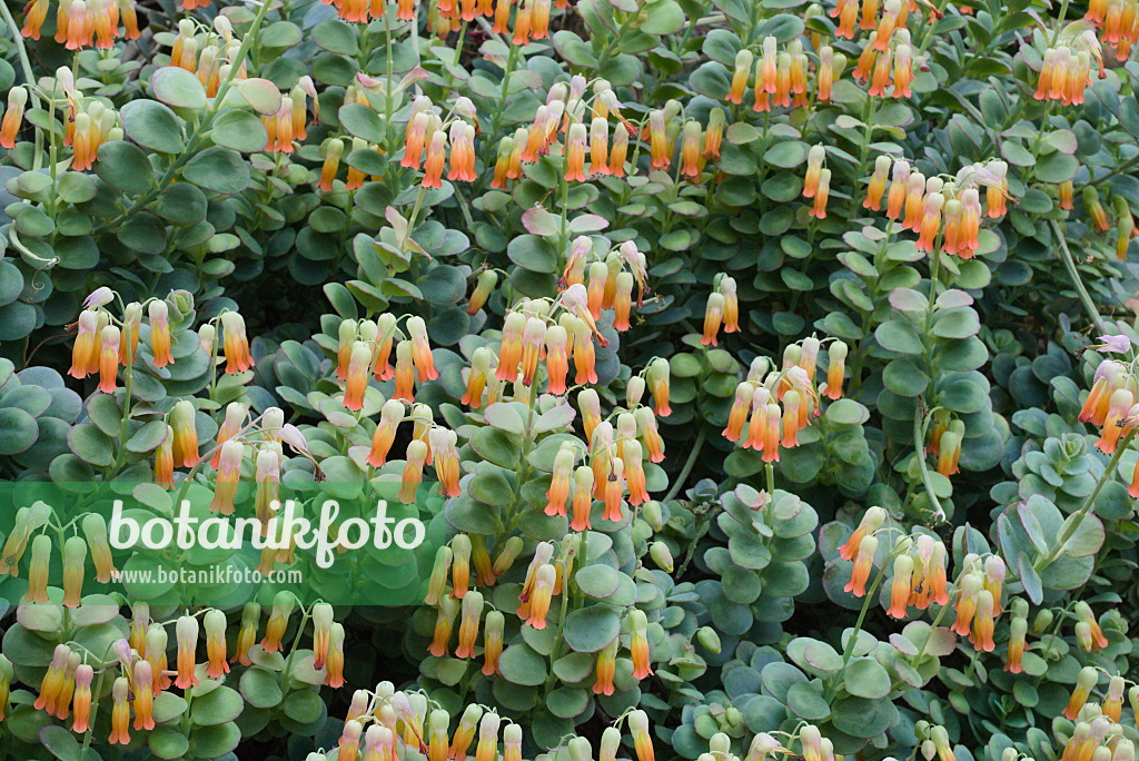 672018 - Kalanchoe marnieriana