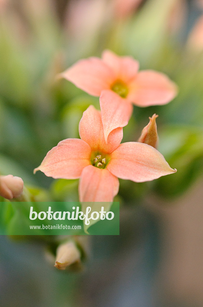 470060 - Kalanchoe nyikae