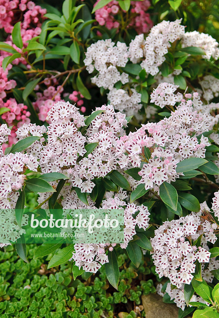 502233 - Kalmie à feuilles larges (Kalmia latifolia 'Marienkäfer')