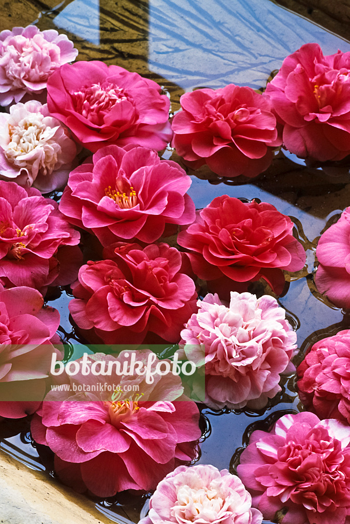 375029 - Kamelie (Camellia) in einer Wasserschale