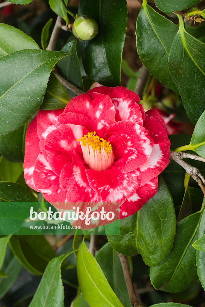 672024 - Kamelie (Camellia japonica 'Adolphe Audusson')