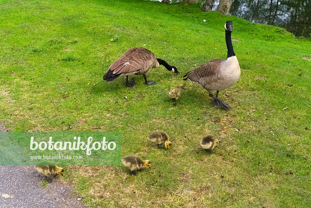 670030 - Kanadagänse (Branta canadensis)