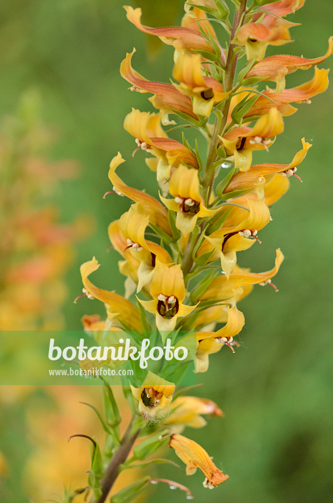 533618 - Kanarischer Fingerhut (Isoplexis isabelliana)