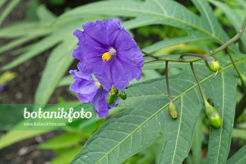 559119 - Kangaroo apple (Solanum laciniatum)