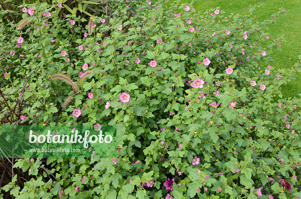 525048 - Kapmalve (Anisodontea)