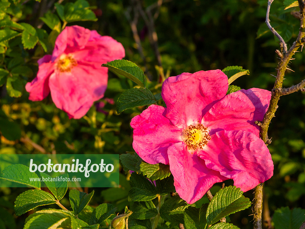 425069 - Kartoffelrose (Rosa rugosa)