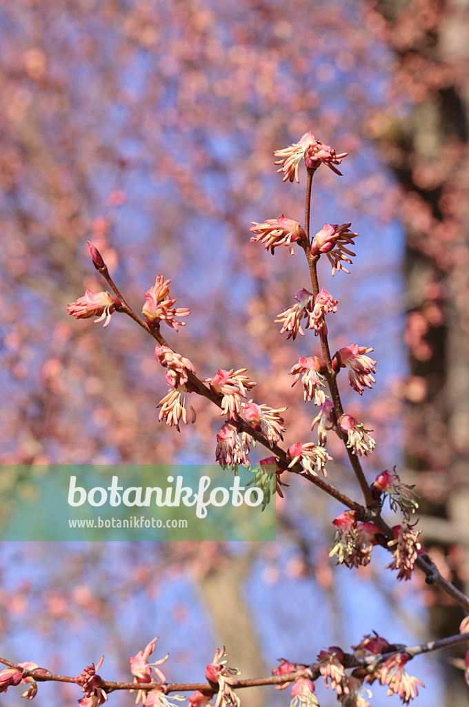 470104 - Katsura (Cercidiphyllum japonicum) avec des fleurs mâles