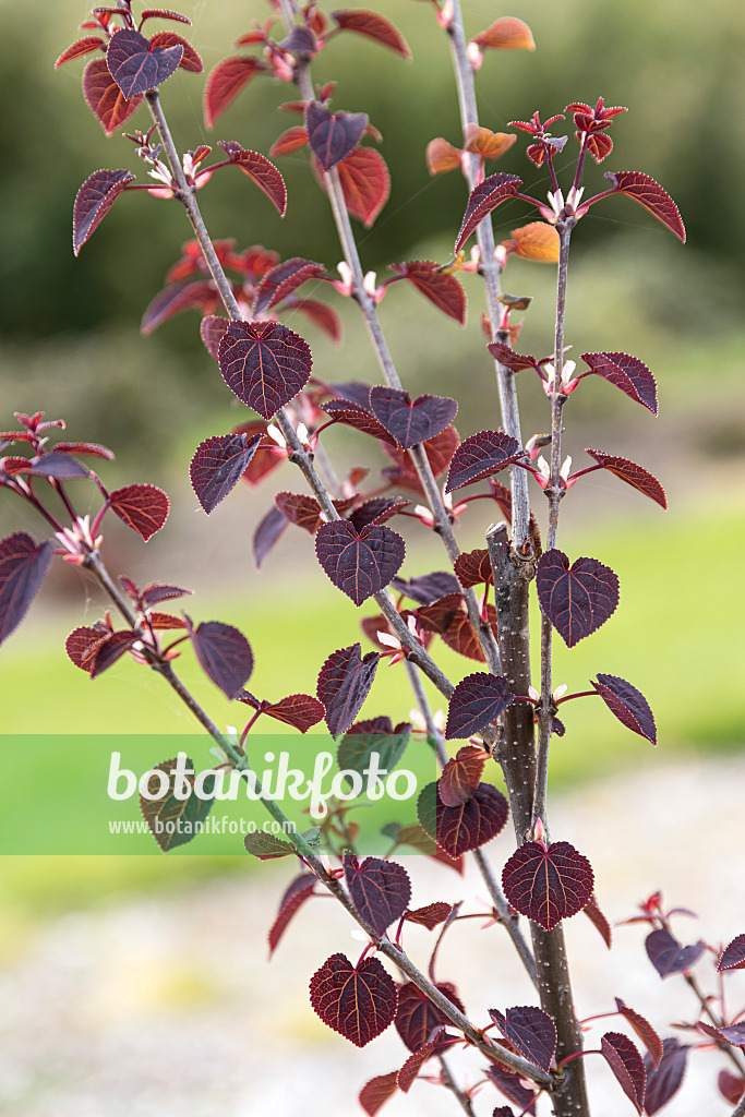 625139 - Katsura tree (Cercidiphyllum japonicum 'Rotfuchs')