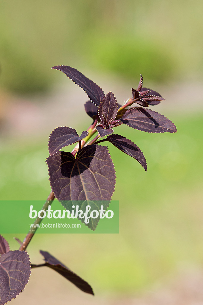 625140 - Katsurabaum (Cercidiphyllum japonicum 'Rotfuchs')