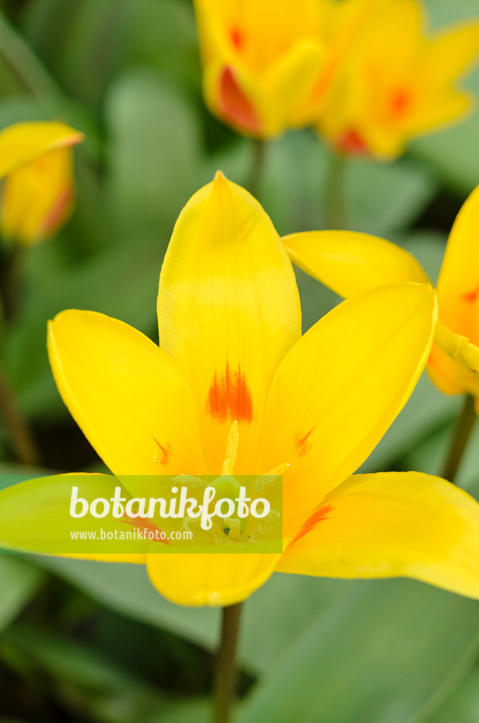 543012 - Kaufmanniana-Tulpe (Tulipa Guiseppe Verdi)