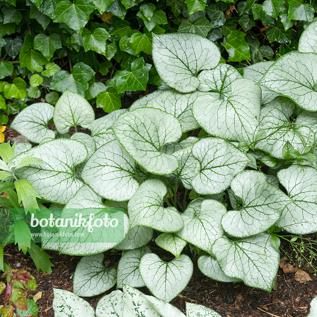 664059 - Kaukasus-Vergissmeinnicht (Brunnera macrophylla 'Silver Heart' syn. Myosotis macrophylla 'Silver Heart')