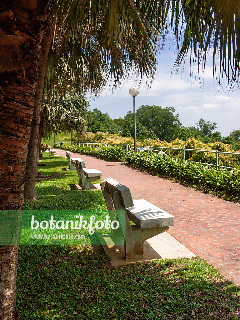 411073 - Kent Ridge Park, Singapour