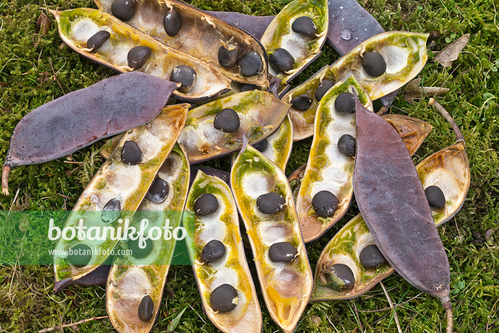 566078 - Kentucky coffeetree (Gymnocladus dioicus)