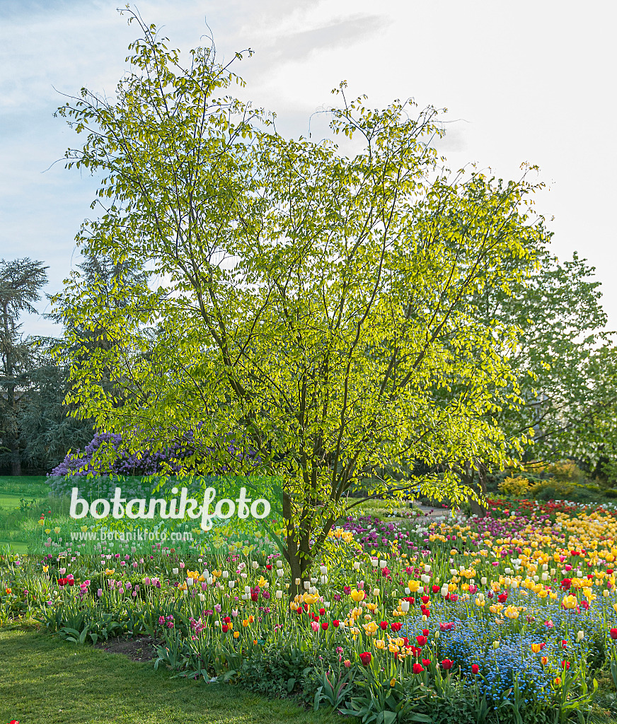 651174 - Kentucky yellow wood (Cladrastis kentukea syn. Cladrastis lutea) and tulips (Tulipa)