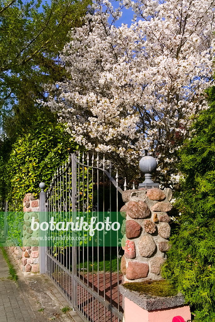 670028 - Kirsche (Prunus)