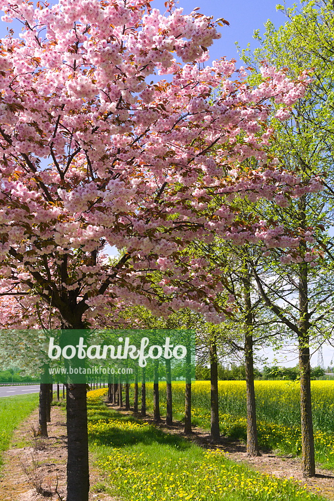 672077 - Kirsche (Prunus) und Löwenzahn (Taraxacum)