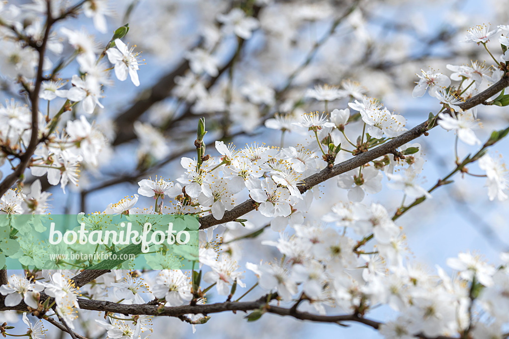 625323 - Kirschpflaume (Prunus cerasifera)