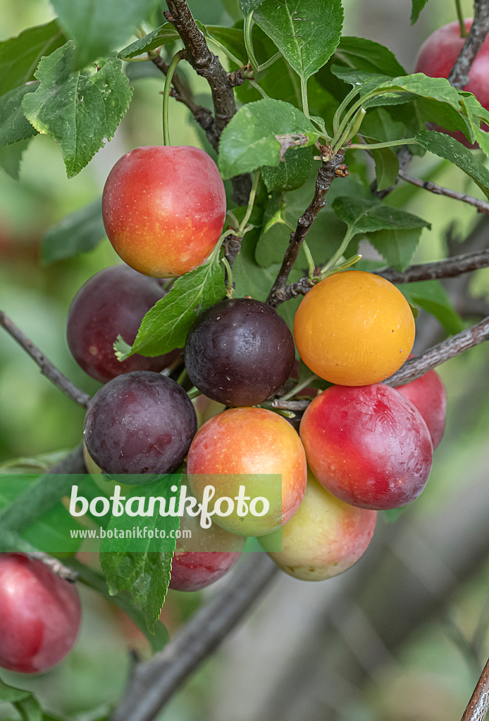 664335 - Kirschpflaume (Prunus cerasifera)