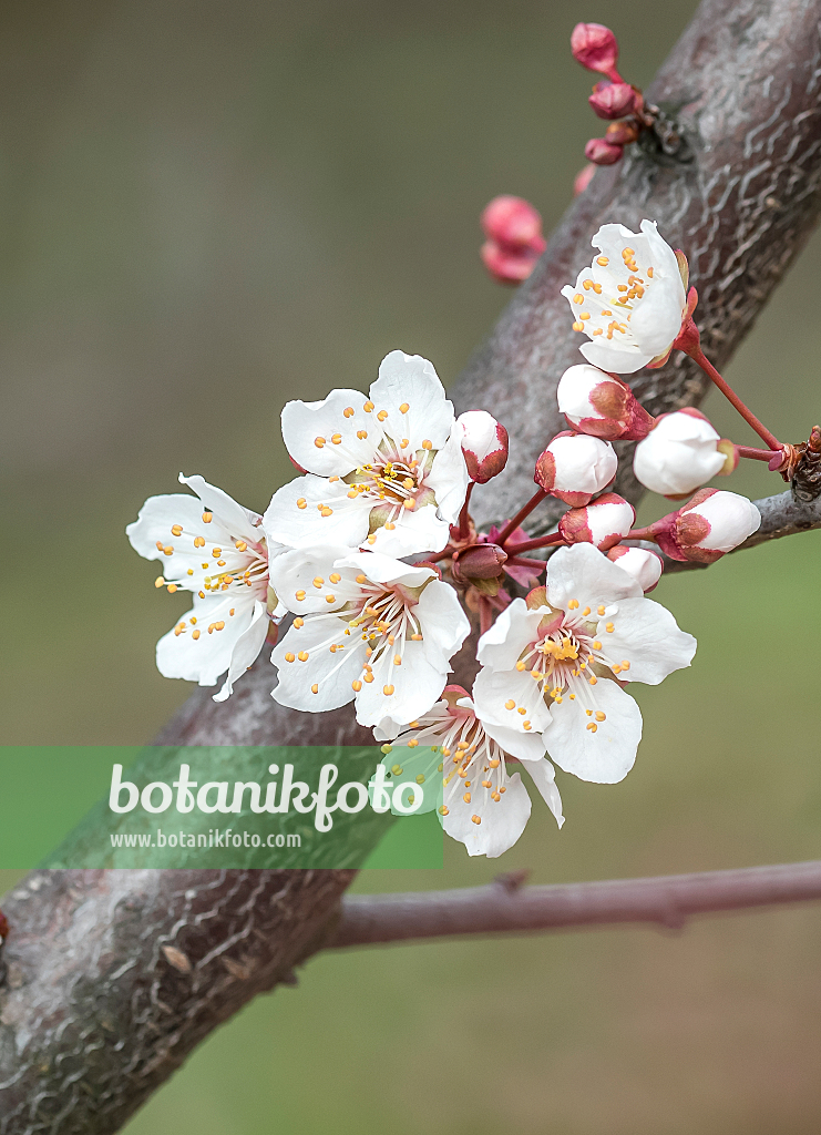 664329 - Kirschpflaume (Prunus cerasifera 'Trailblazer')