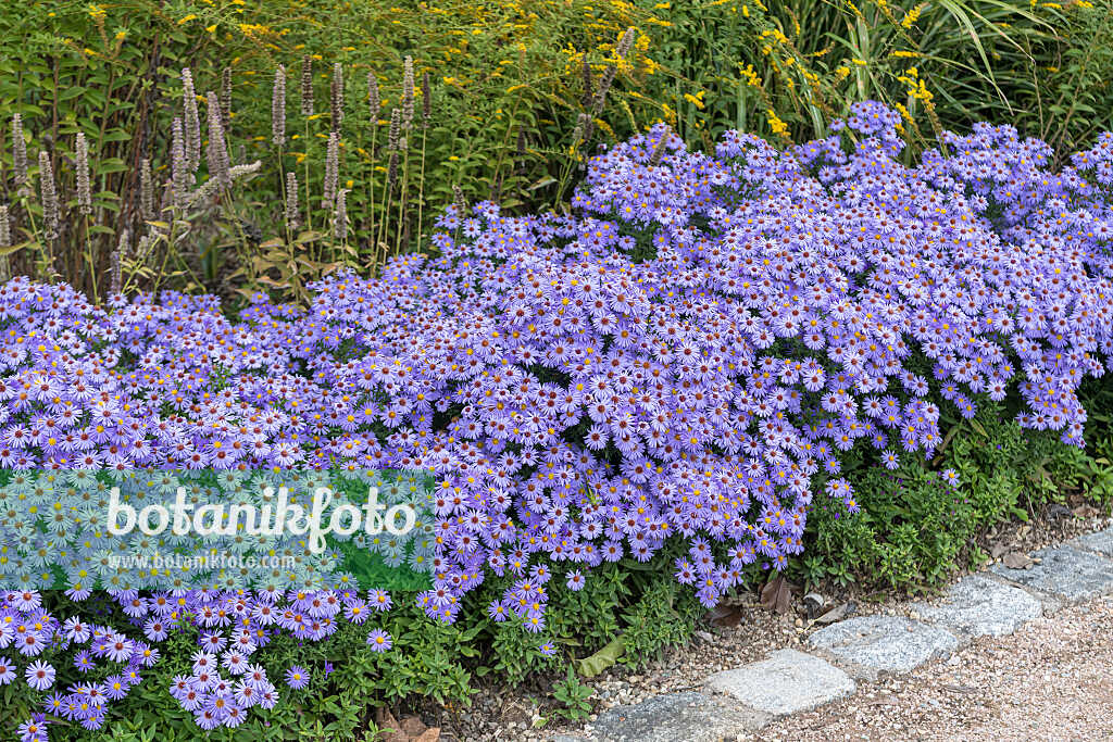 675021 - Kissenaster (Aster dumosus 'Blauer Gletscher')