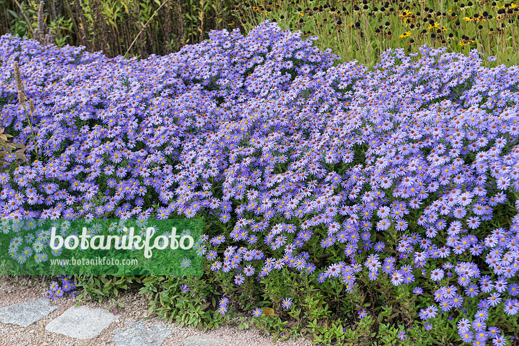 675022 - Kissenaster (Aster dumosus 'Blauer Gletscher')