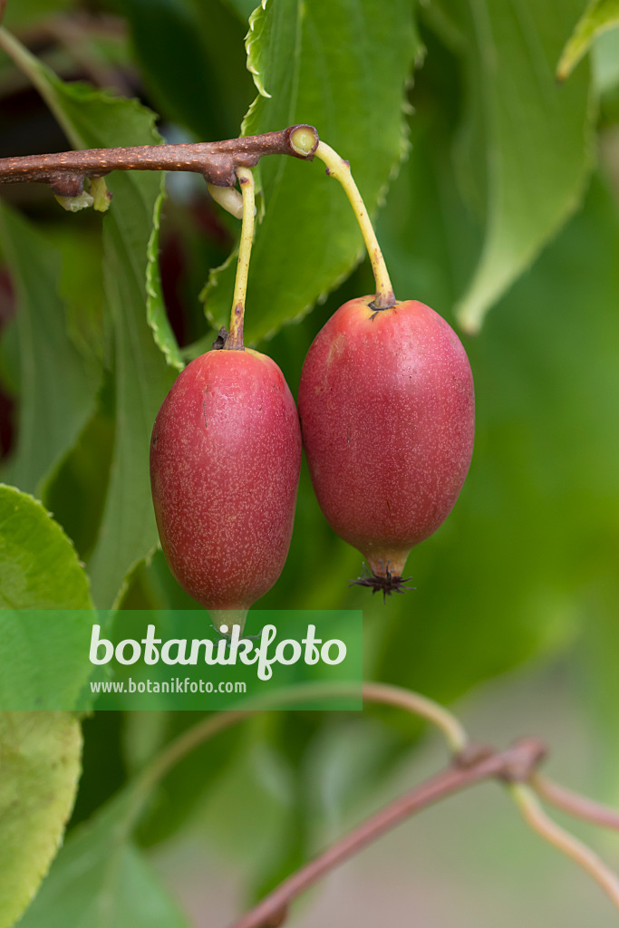 651031 - Kiwi de Sibérie (Actinidia arguta 'Red Jumbo')