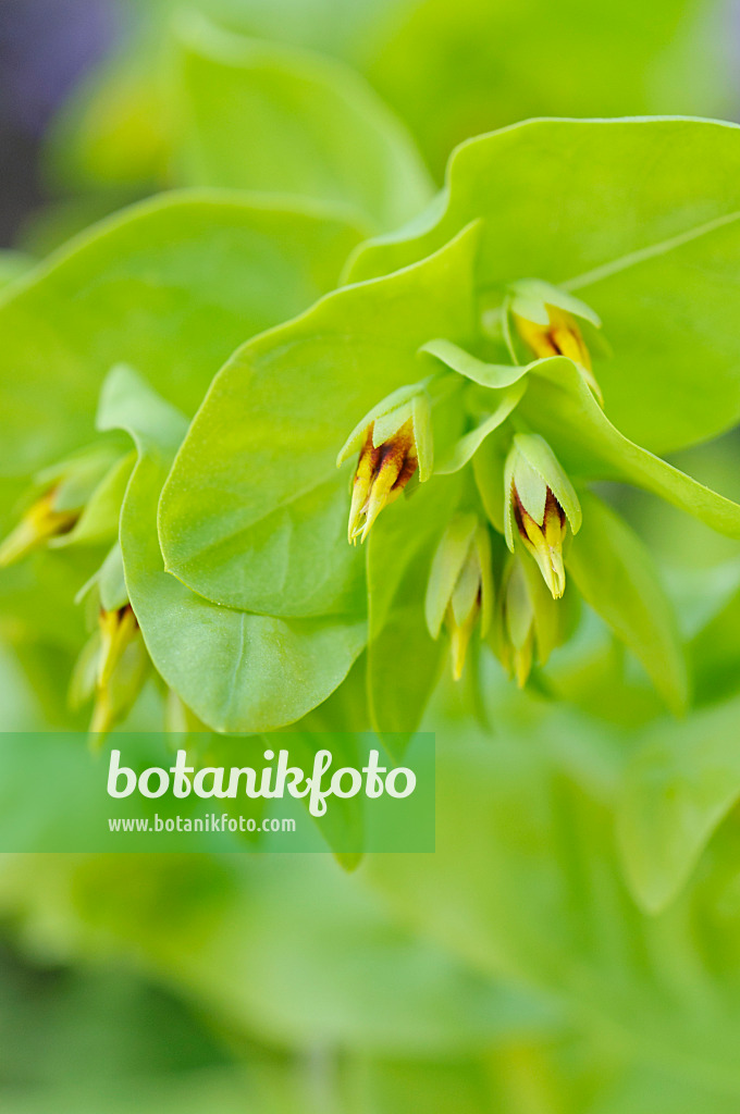 472158 - Kleine Wachsblume (Cerinthe minor)