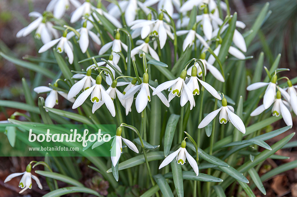 651286 - Kleines Schneeglöckchen (Galanthus nivalis)