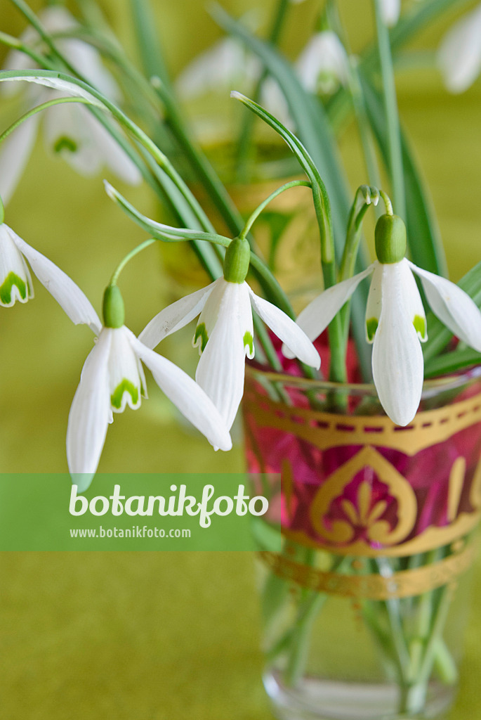 479049 - Kleines Schneeglöckchen (Galanthus nivalis) in einer Vase