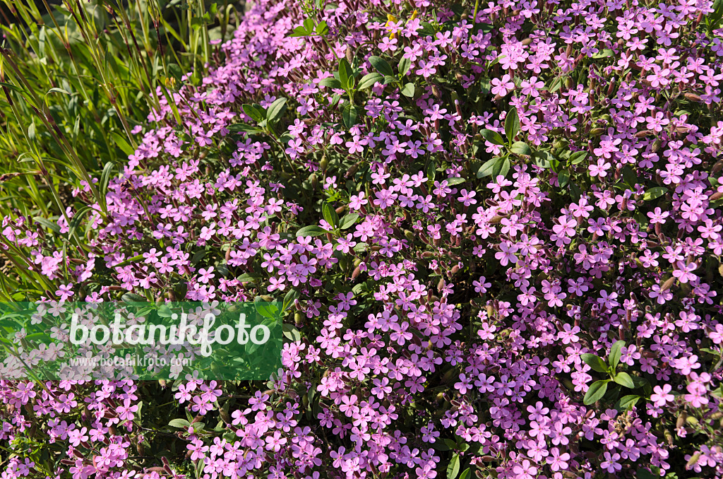496200 - Kleines Seifenkraut (Saponaria ocymoides)