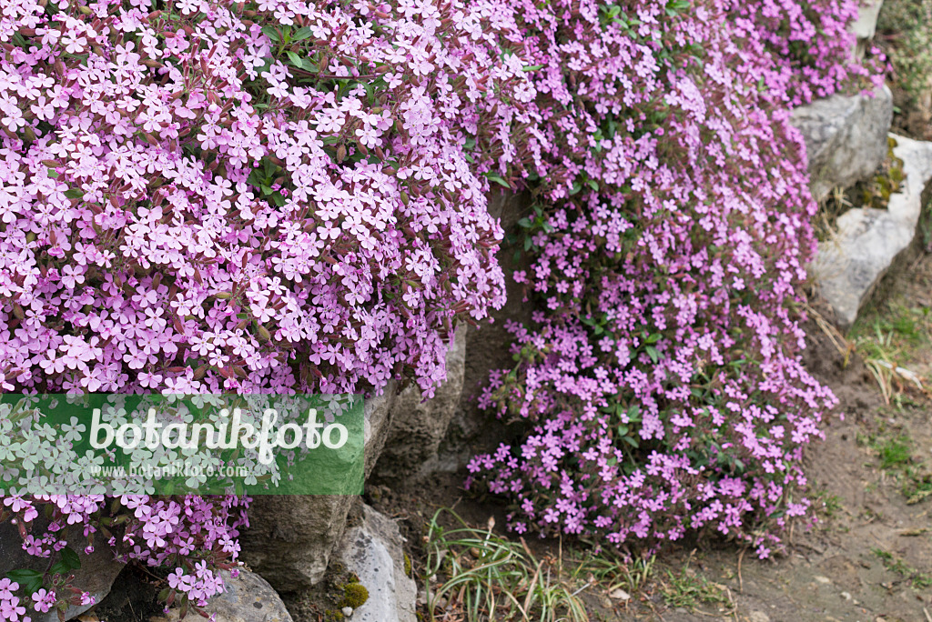 557010 - Kleines Seifenkraut (Saponaria ocymoides)