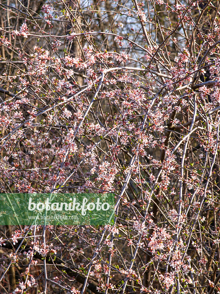 447022 - Kleinfrüchtige Kirsche (Prunus microcarpa)