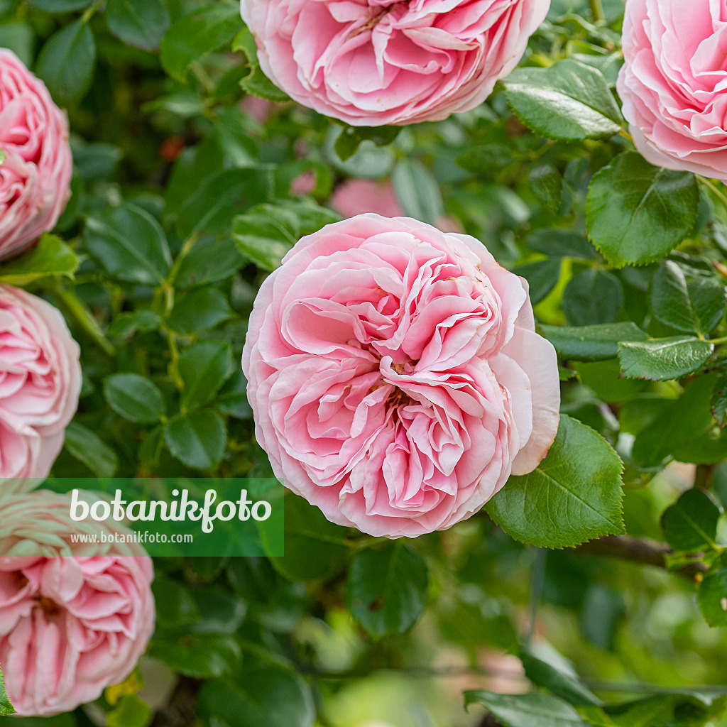 616338 - Kletterrose (Rosa Giardina)