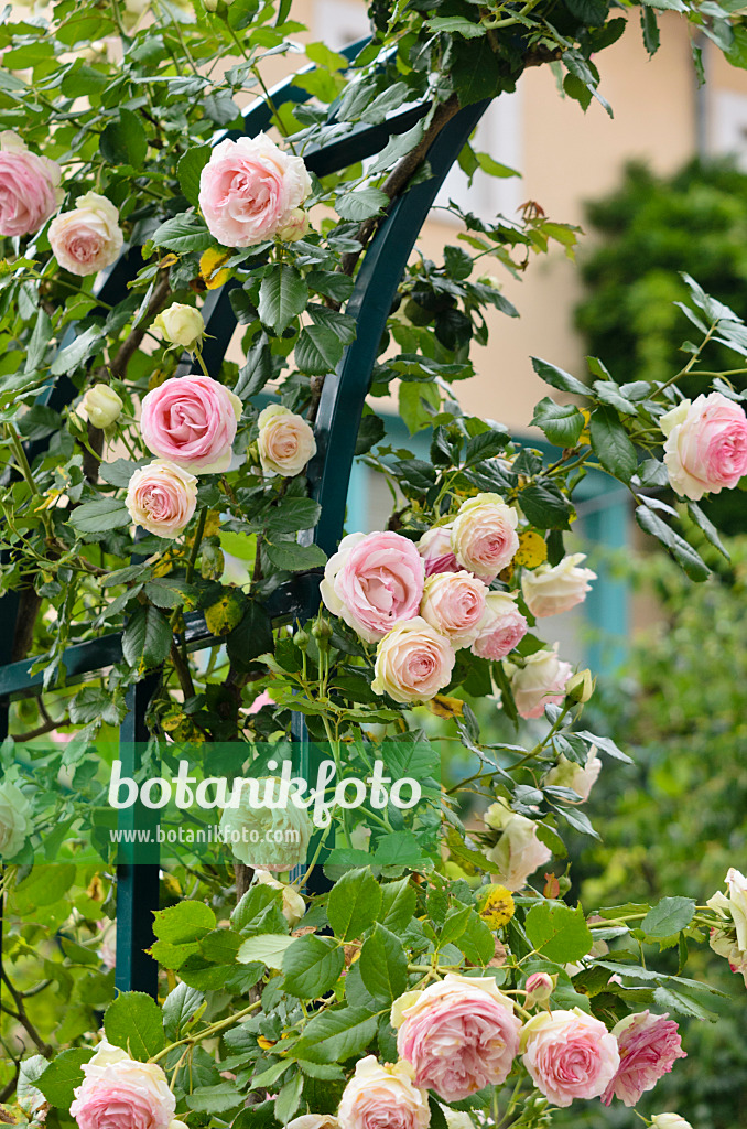 521230 - Kletterrose (Rosa Pierre de Ronsard)