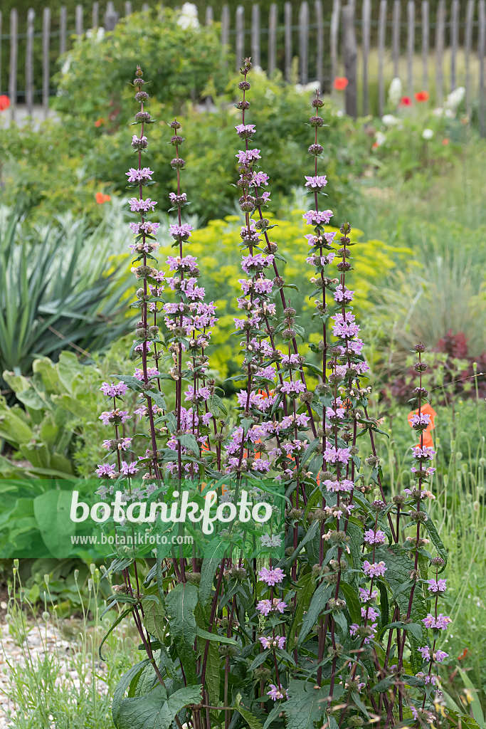 664301 - Knollenbrandkraut (Phlomis tuberosa 'Amazone')