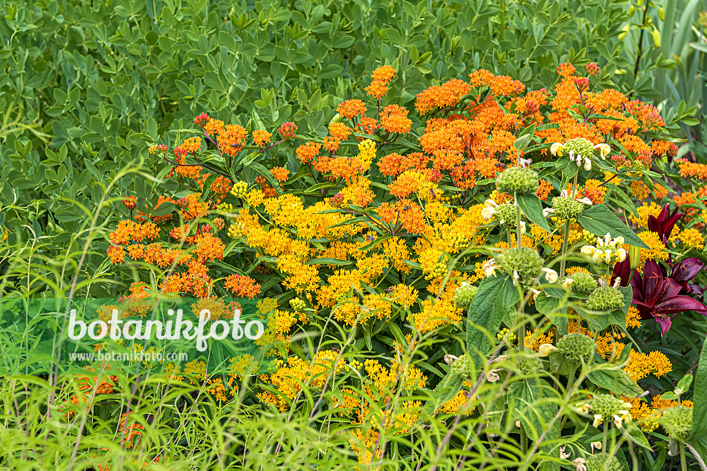 638033 - Knollige Seidenpflanze (Asclepias tuberosa)