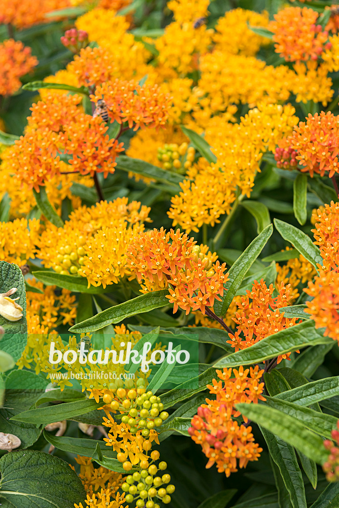 638034 - Knollige Seidenpflanze (Asclepias tuberosa)