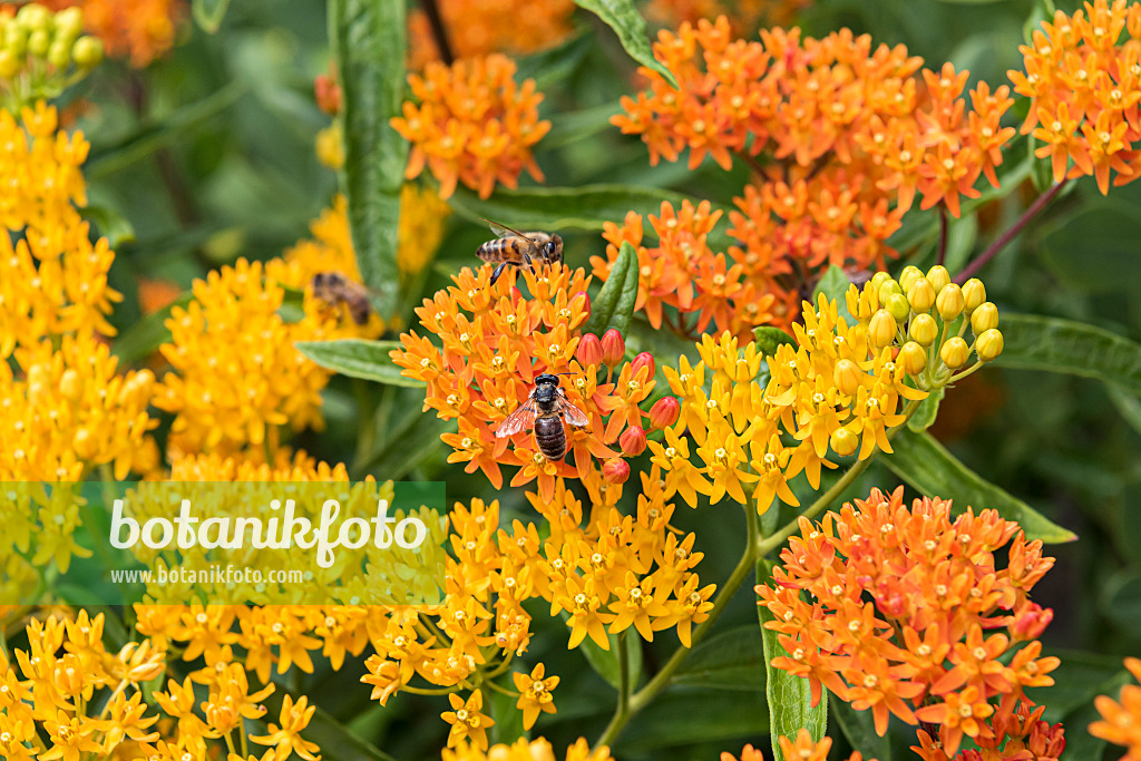638035 - Knollige Seidenpflanze (Asclepias tuberosa)