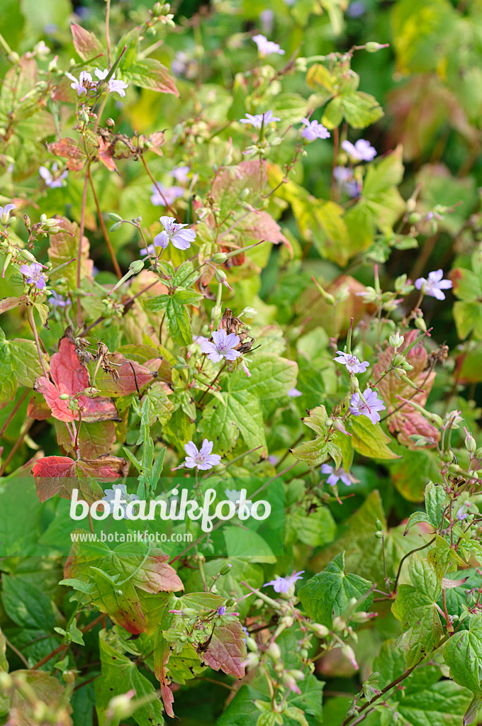 487017 - Knotted cranesbill (Geranium nodosum)