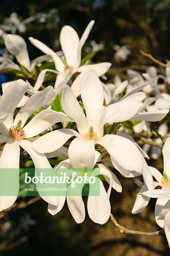 471141 - Kobushi magnolia (Magnolia kobus)