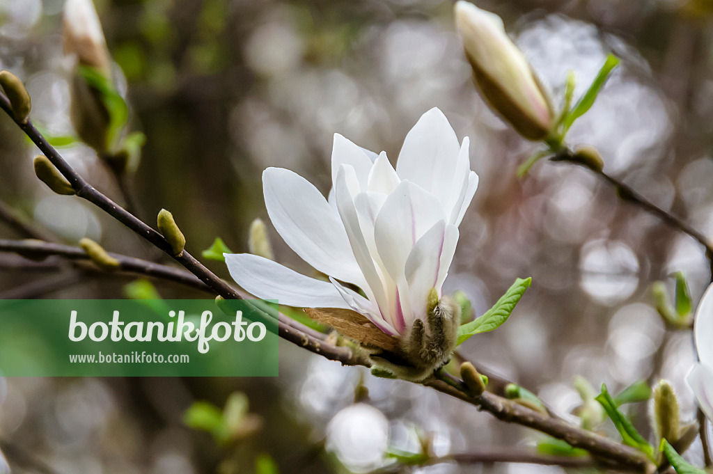 593130 - Kobushi magnolia (Magnolia kobus)