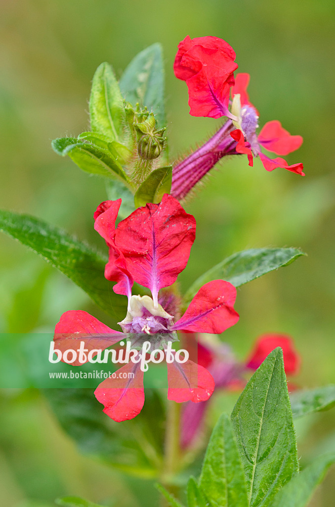 536168 - Köcherblümchen (Cuphea x purpurea 'Firefly')