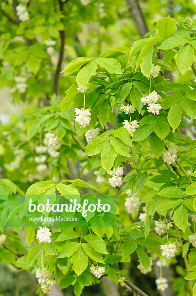 556014 - Kolchische Pimpernuss (Staphylea colchica)