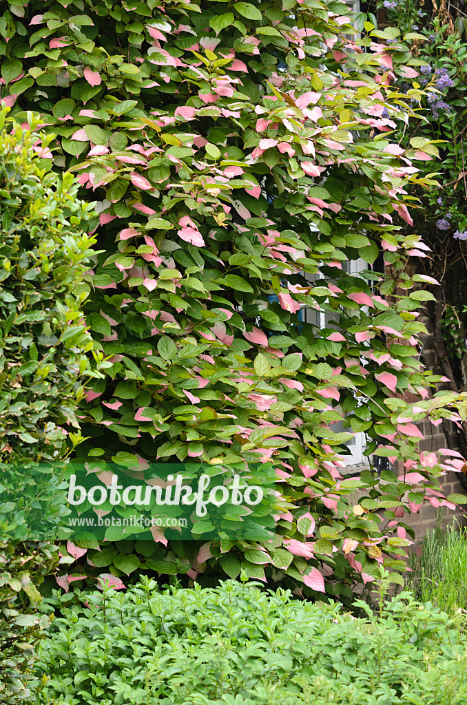 533540 - Kolomikta-Strahlengriffel (Actinidia kolomikta)