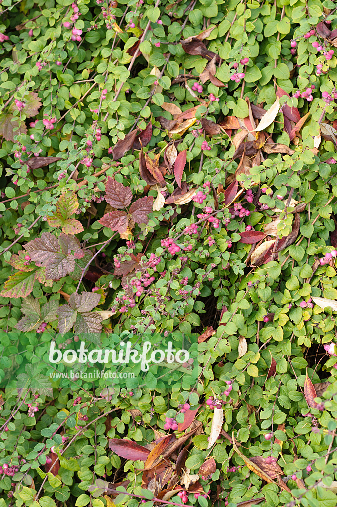 478092 - Korallenbeere (Symphoricarpos x chenaultii 'Hancock')