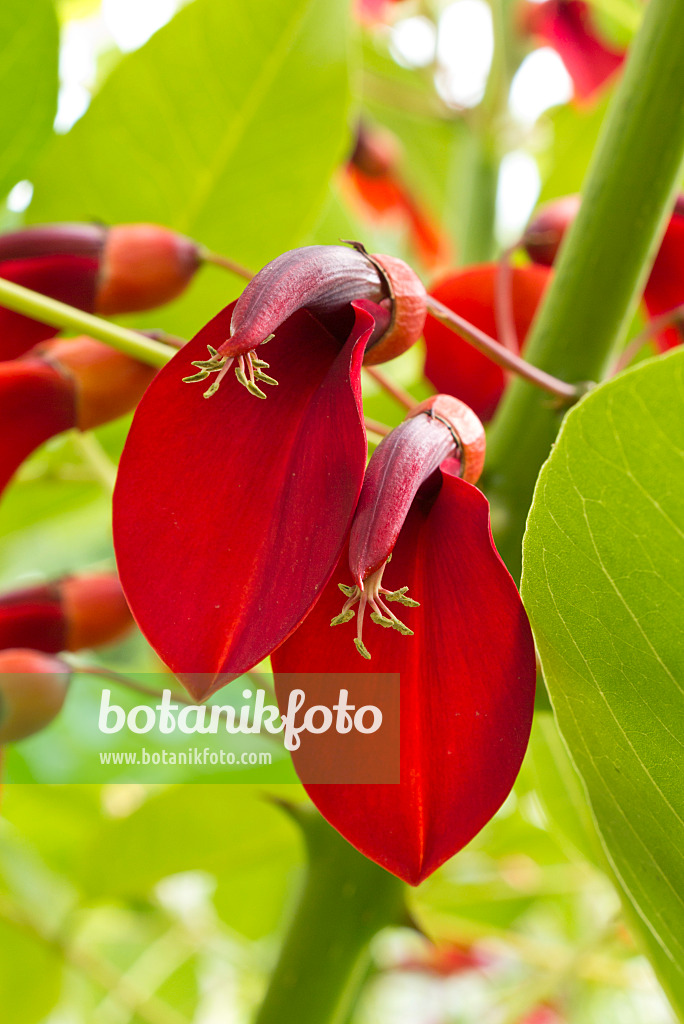 558326 - Korallenstrauch (Erythrina crista-galli)