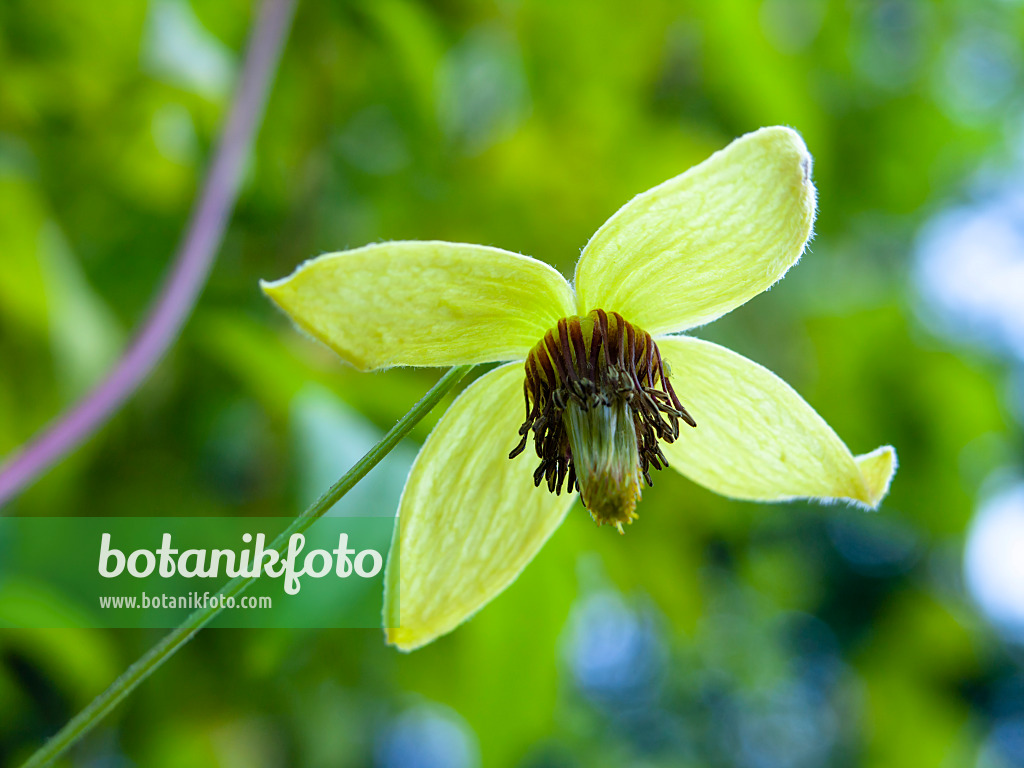 429003 - Korean clematis (Clematis koreana)