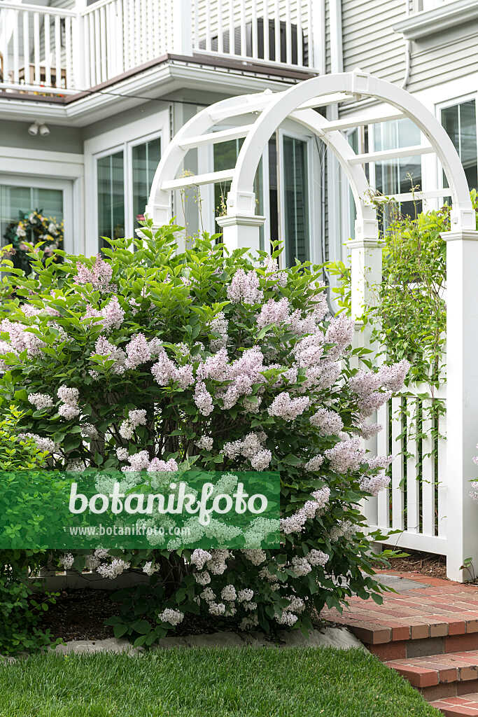 675375 - Korean lilac (Syringa patula 'Miss Kim')