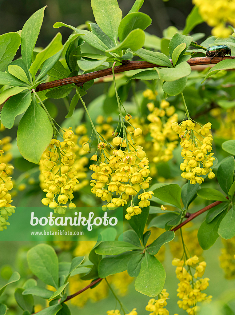 664053 - Koreanische Berberitze (Berberis koreana)