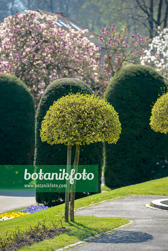558086 - Kornelkirsche (Cornus mas)